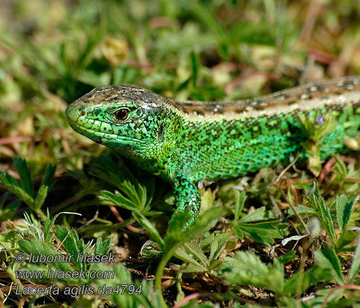 Ještěrka obecná Lacerta agilis