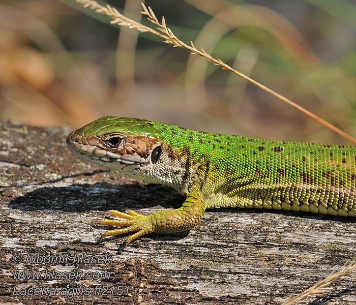 Ještěrka obecná Lacerta agilis