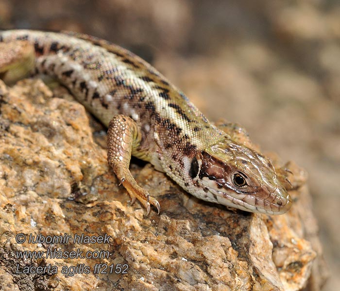 Lagarto ágil Lucertola degli arbusti Lacerta agilis