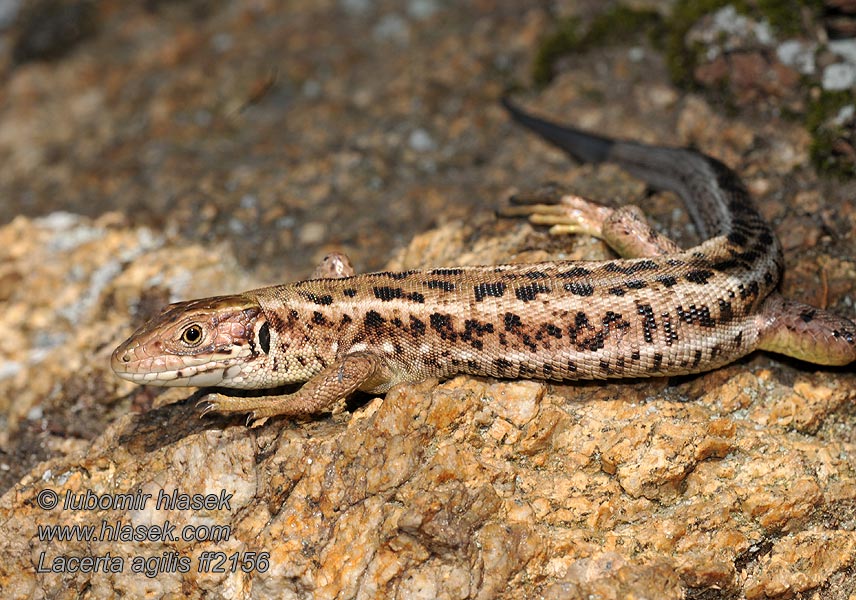 Zauneidechse Lacerta agilis