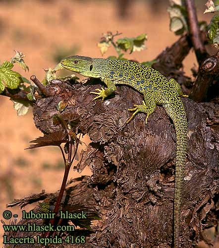 Lacerta lepida Timon lepidus Lagarto ocelado Perleidechse Eyed Ocellated Lizard Lucertola Ocellata Ještěrka perlová Lézard ocellé Jaszczurka perłowa Jašterica pôvabná Pávaszemes gyík Parelhagedissen Жемчужная ящерица Llangardaix ocel ホウセキカナヘビ Sardão 蓝斑蜥蜴