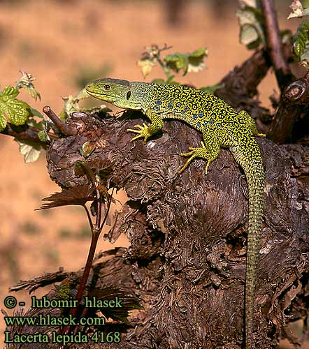 Lacerta lepida Timon lepidus Lagarto ocelado Perleidechse Eyed Ocellated Lizard Lucertola Ocellata Ještěrka perlová Lézard ocellé Jaszczurka perłowa Jašterica pôvabná Pávaszemes gyík Parelhagedissen Жемчужная ящерица Llangardaix ocel ホウセキカナヘビ Sardão 蓝斑蜥蜴