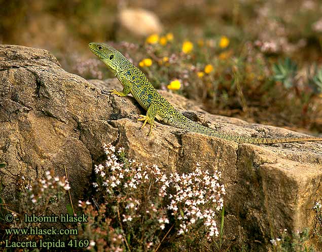 Perleidechse Eyed Ocellated Lizard Lucertola Ocellata Ještěrka perlová Lézard ocellé Jaszczurka perłowa Jašterica pôvabná Pávaszemes gyík Parelhagedissen Жемчужная ящерица Llangardaix ocel ホウセキカナヘビ Sardão 蓝斑蜥蜴 Lacerta lepida Timon lepidus Lagarto ocelado