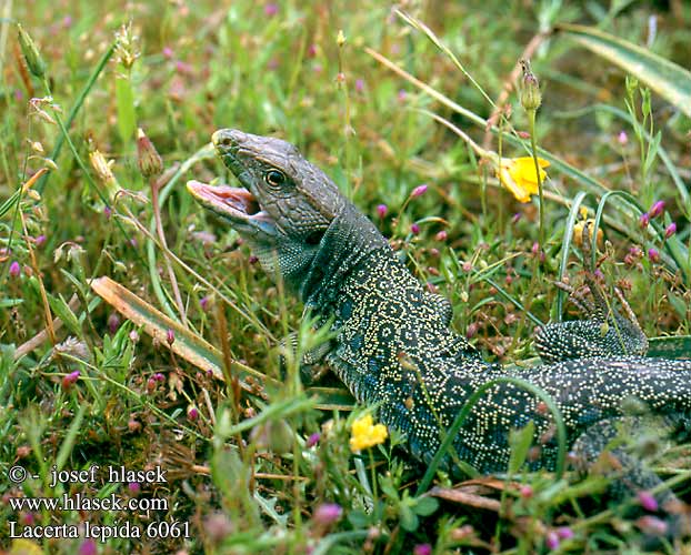 Жемчужная ящерица Llangardaix ocel ホウセキカナヘビ Sardão 蓝斑蜥蜴 Lacerta lepida Timon lepidus Lagarto ocelado Perleidechse Eyed Ocellated Lizard Lucertola Ocellata Ještěrka perlová Lézard ocellé Jaszczurka perłowa Jašterica pôvabná Pávaszemes gyík Parelhagedissen