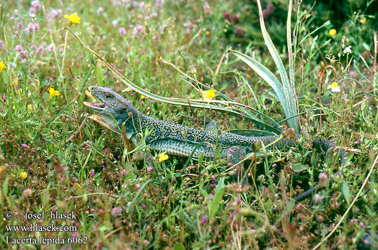 蓝斑蜥蜴 Lacerta lepida Timon lepidus Lagarto ocelado Perleidechse Eyed Ocellated Lizard Lucertola Ocellata Ještěrka perlová Lézard ocellé Jaszczurka perłowa Jašterica pôvabná Pávaszemes gyík Parelhagedissen Жемчужная ящерица Llangardaix ocel ホウセキカナヘビ Sardão