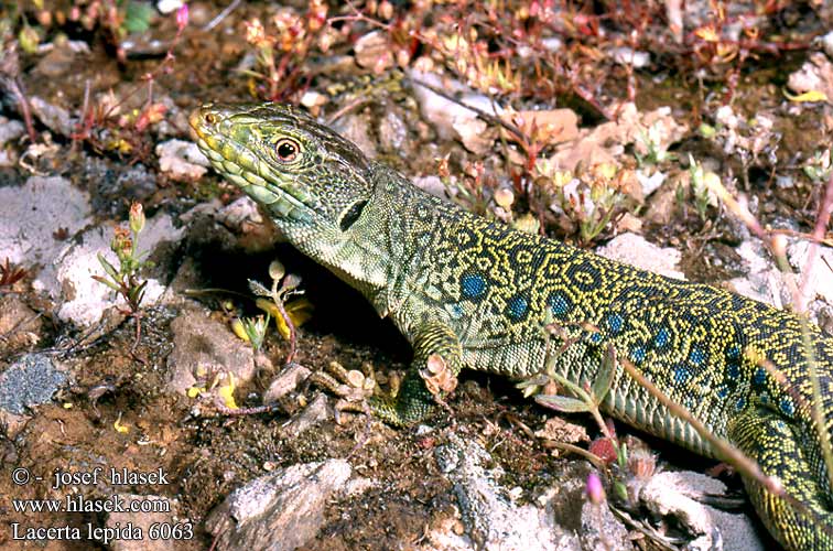 Lagarto ocelado Perleidechse Eyed Ocellated Lizard Lucertola Ocellata Ještěrka perlová Lézard ocellé Jaszczurka perłowa Jašterica pôvabná Pávaszemes gyík Parelhagedissen Жемчужная ящерица Llangardaix ocel ホウセキカナヘビ Sardão 蓝斑蜥蜴 Lacerta lepida Timon lepidus