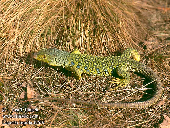 Lucertola Ocellata Ještěrka perlová Lézard ocellé Jaszczurka perłowa Jašterica pôvabná Pávaszemes gyík Parelhagedissen Жемчужная ящерица Llangardaix ocel ホウセキカナヘビ Sardão 蓝斑蜥蜴 Lacerta lepida Timon lepidus Lagarto ocelado Perleidechse Eyed Ocellated Lizard