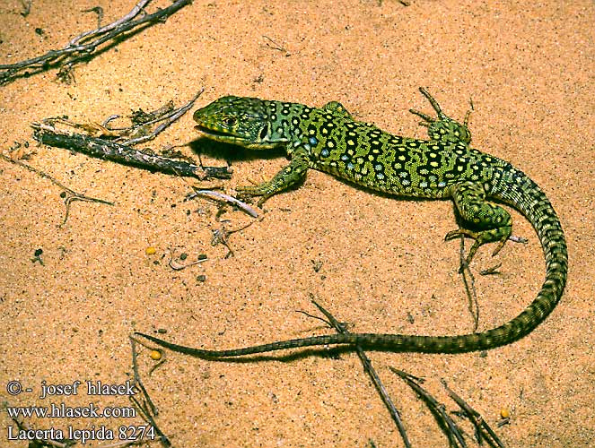 Parelhagedissen Жемчужная ящерица Llangardaix ocel ホウセキカナヘビ Sardão 蓝斑蜥蜴 Lacerta lepida Timon lepidus Lagarto ocelado Perleidechse Eyed Ocellated Lizard Lucertola Ocellata Ještěrka perlová Lézard ocellé Jaszczurka perłowa Jašterica pôvabná Pávaszemes gyík