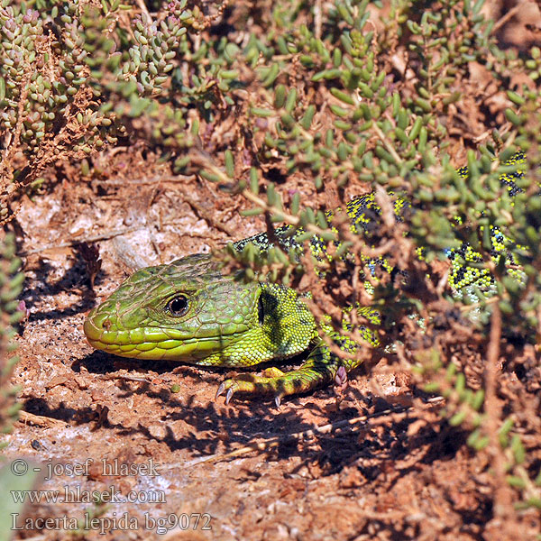 Parelhagedissen Жемчужная ящерица Llangardaix ocel ホウセキカナヘビ Sardão 蓝斑蜥蜴 Lacerta lepida Timon lepidus Lagarto ocelado Perleidechse Eyed Ocellated Lizard Lucertola Ocellata Ještěrka perlová Lézard ocellé Jaszczurka perłowa Jašterica pôvabná Pávaszemes gyík