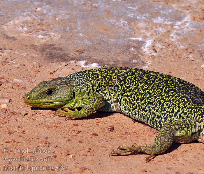 Sardão 蓝斑蜥蜴 Lacerta lepida Timon lepidus Lagarto ocelado Perleidechse Eyed Ocellated Lizard Lucertola Ocellata Ještěrka perlová Lézard ocellé Jaszczurka perłowa Jašterica pôvabná Pávaszemes gyík Parelhagedissen Жемчужная ящерица Llangardaix ocel ホウセキカナヘビ