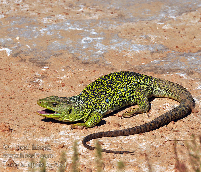 Timon lepidus Lagarto ocelado Perleidechse Eyed Ocellated Lizard Lucertola Ocellata Ještěrka perlová Lézard ocellé Jaszczurka perłowa Jašterica pôvabná Pávaszemes gyík Parelhagedissen Жемчужная ящерица Llangardaix ocel ホウセキカナヘビ Sardão 蓝斑蜥蜴 Lacerta lepida