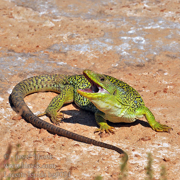 Perleidechse Eyed Ocellated Lizard Lucertola Ocellata Ještěrka perlová Lézard ocellé Jaszczurka perłowa Jašterica pôvabná Pávaszemes gyík Parelhagedissen Жемчужная ящерица Llangardaix ocel ホウセキカナヘビ Sardão 蓝斑蜥蜴 Lacerta lepida Timon lepidus Lagarto ocelado