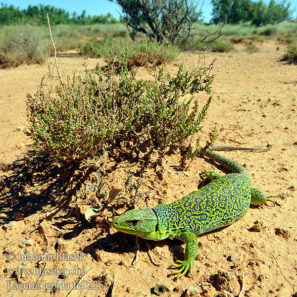 Eyed Ocellated Lizard Lucertola Ocellata Ještěrka perlová Lézard ocellé Jaszczurka perłowa Jašterica pôvabná Pávaszemes gyík Parelhagedissen Жемчужная ящерица Llangardaix ocel ホウセキカナヘビ Sardão 蓝斑蜥蜴 Lacerta lepida Timon lepidus Lagarto ocelado Perleidechse