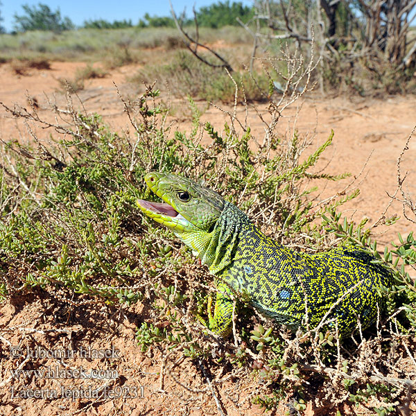 Lucertola Ocellata Ještěrka perlová Lézard ocellé Jaszczurka perłowa Jašterica pôvabná Pávaszemes gyík Parelhagedissen Жемчужная ящерица Llangardaix ocel ホウセキカナヘビ Sardão 蓝斑蜥蜴 Lacerta lepida Timon lepidus Lagarto ocelado Perleidechse Eyed Ocellated Lizard