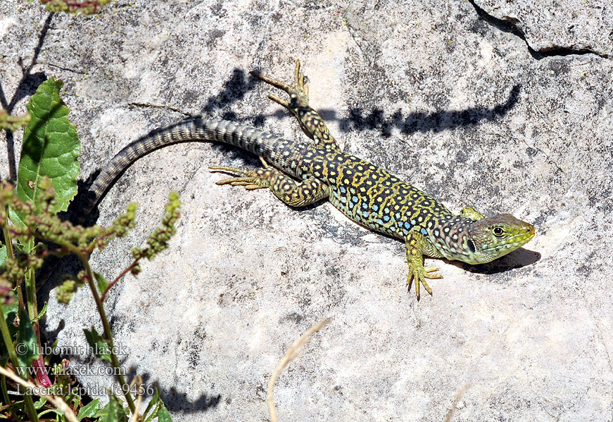 Lacerta lepida Timon lepidus Lagarto ocelado Perleidechse Eyed Ocellated Lizard Lucertola Ocellata Ještěrka perlová Lézard ocellé Jaszczurka perłowa Jašterica pôvabná Pávaszemes gyík Parelhagedissen Жемчужная ящерица Llangardaix ocel ホウセキカナヘビ Sardão 蓝斑蜥蜴