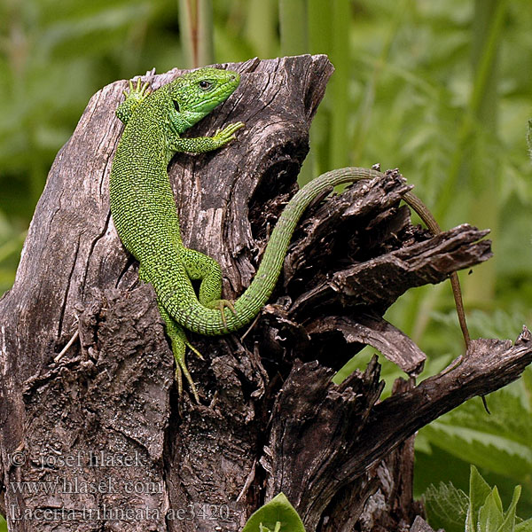 Lacerta trilineata Riesensmaragdeidechse Riesen Smaragdeidechse Balkan Green Lizard Ještěrka balkánská