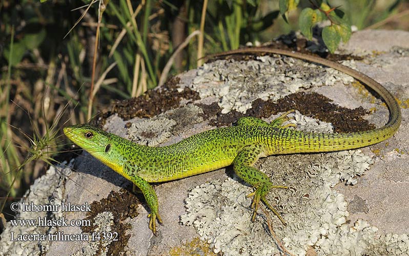 Велики зелембаћ Балкански Veliki zelembač Lacerta trilineata