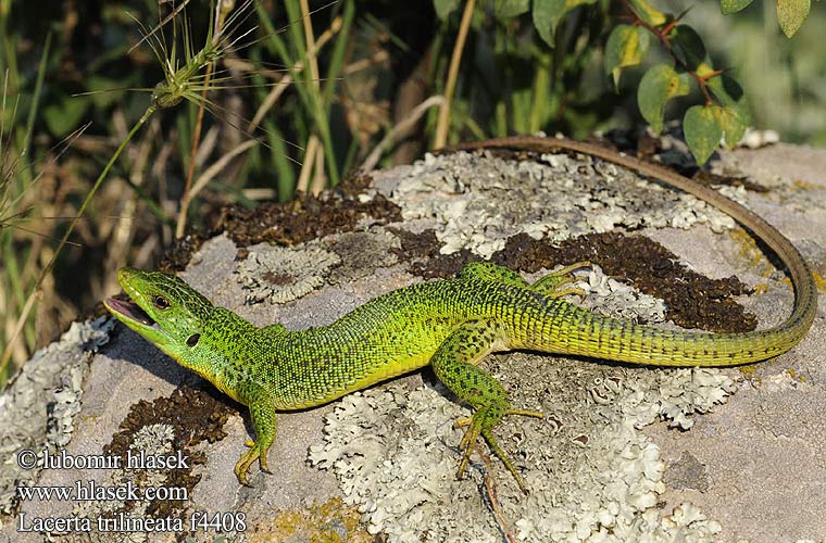 Riesensmaragdeidechse Riesen Smaragdeidechse Balkan Green Lizard Ještěrka balkánská