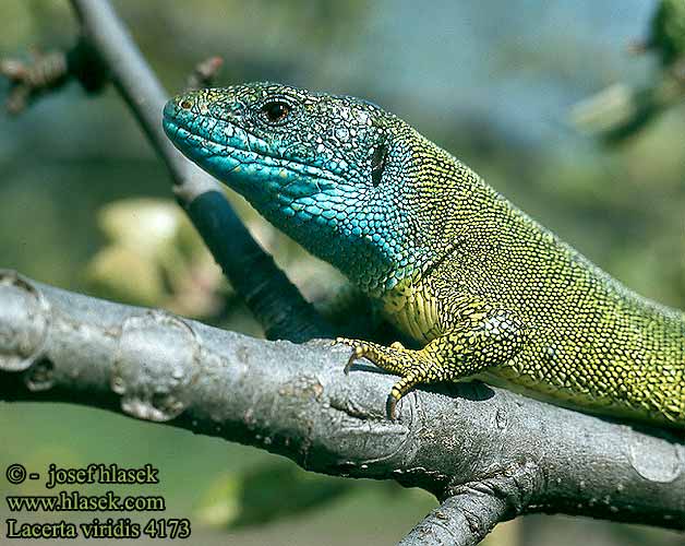 Lagarto verde Зелёная ящерица Ramarro Ještěrka zelená Yeşil kertenkele