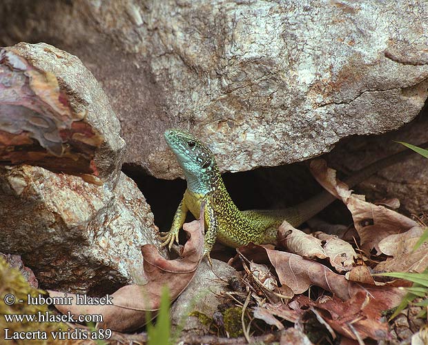 Yeşil kertenkele Lézard vert Jaszczurka zielona Jašterica zelená Zöld gyík