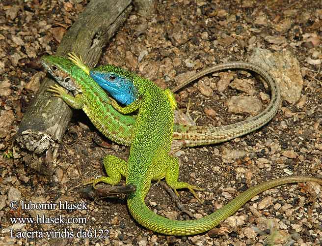 Obični zelembać Lacerta viridis Östliche Smaragdeidechse European Green Lizard