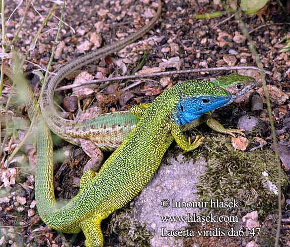 European Green Lizard Lagarto verde Зелёная ящерица Ramarro Ještěrka zelená