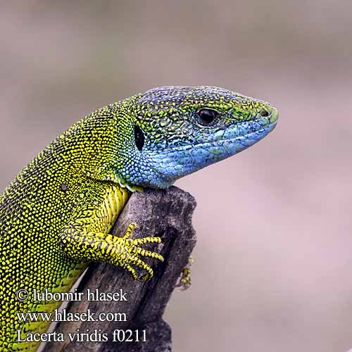 European Green Lizard Lagarto verde Зелёная ящерица Ramarro Ještěrka zelená