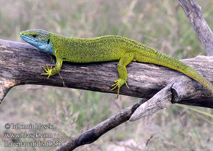 Ящірка зелена Πρασινόσαυρα Obični zelembać Lacerta viridis