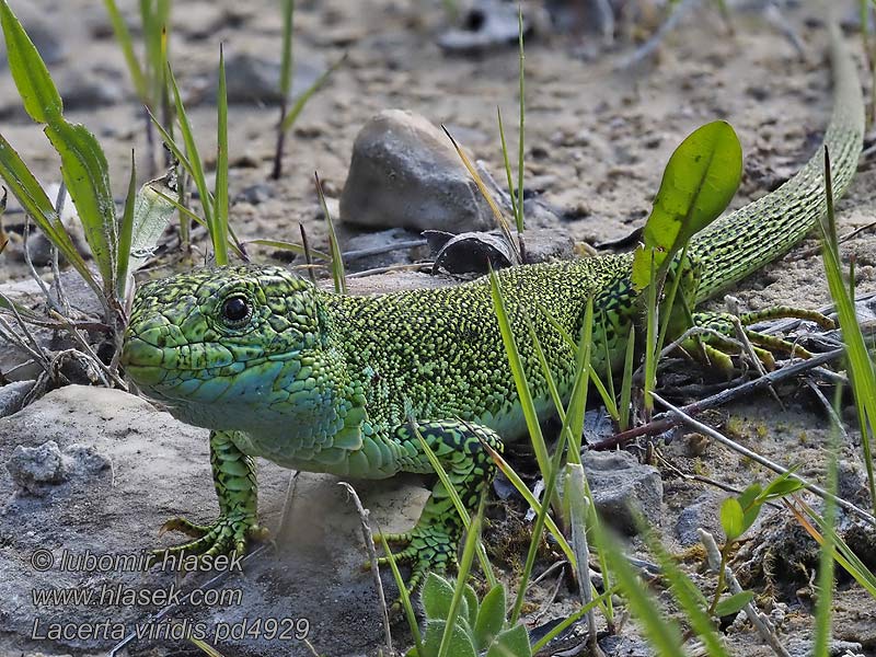 Ještěrka zelená Lacerta viridis