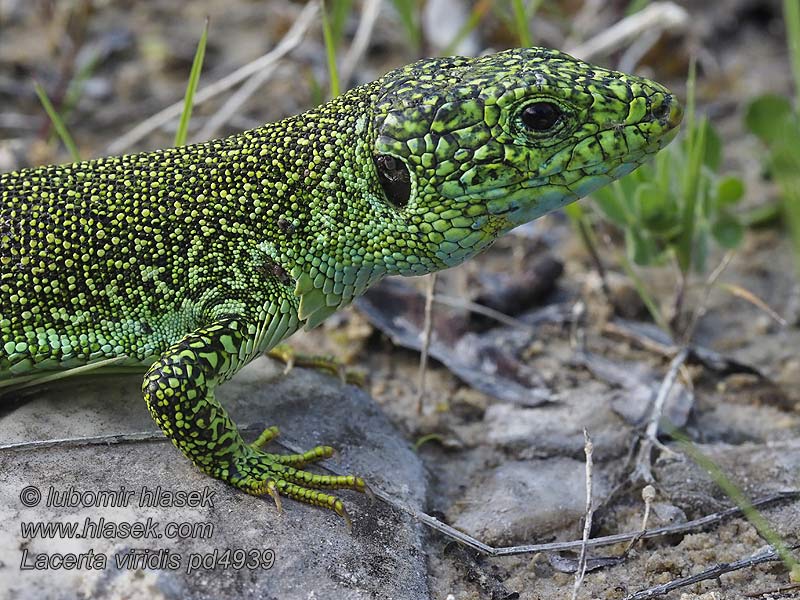 Зелёная ящерица Lacerta viridis