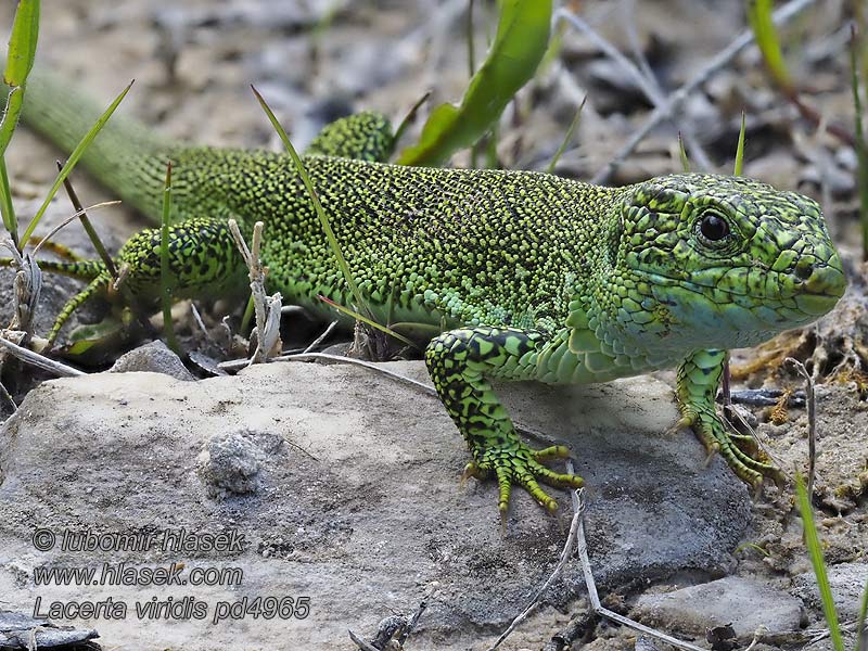 Lacerta viridis