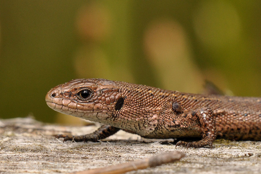 Lacerta vivipara Waldeidechse Bergeidechse