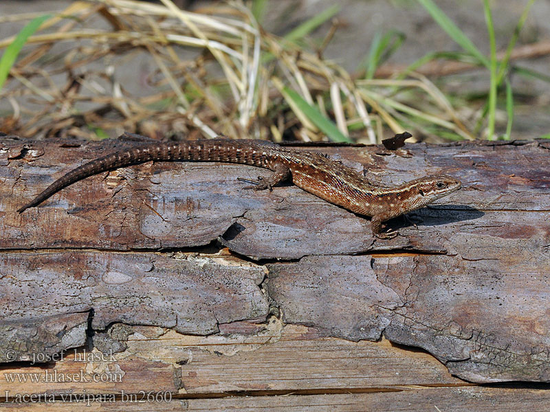 胎生蜥蜴 Lacerta vivipara Waldeidechse Bergeidechse Viviparous lizard