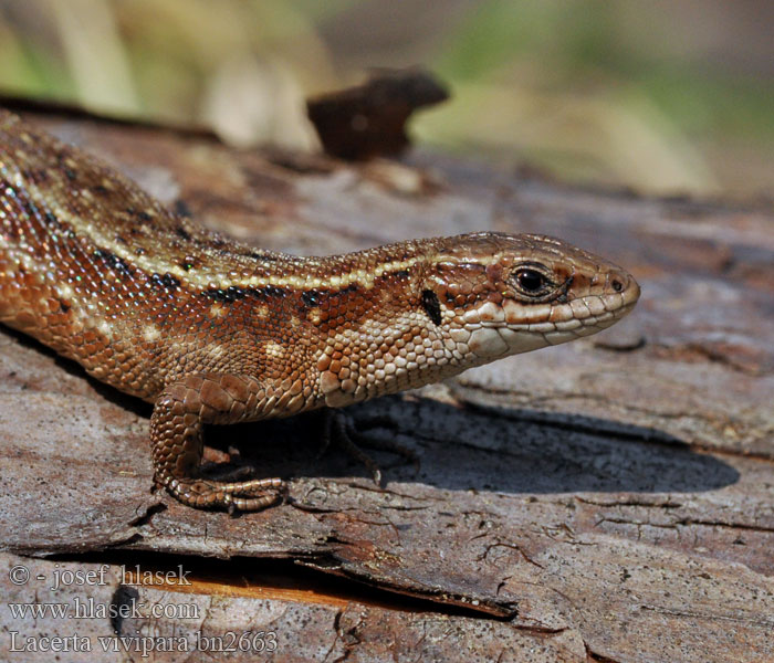 Waldeidechse Bergeidechse Viviparous lizard Common Lagartija turbera