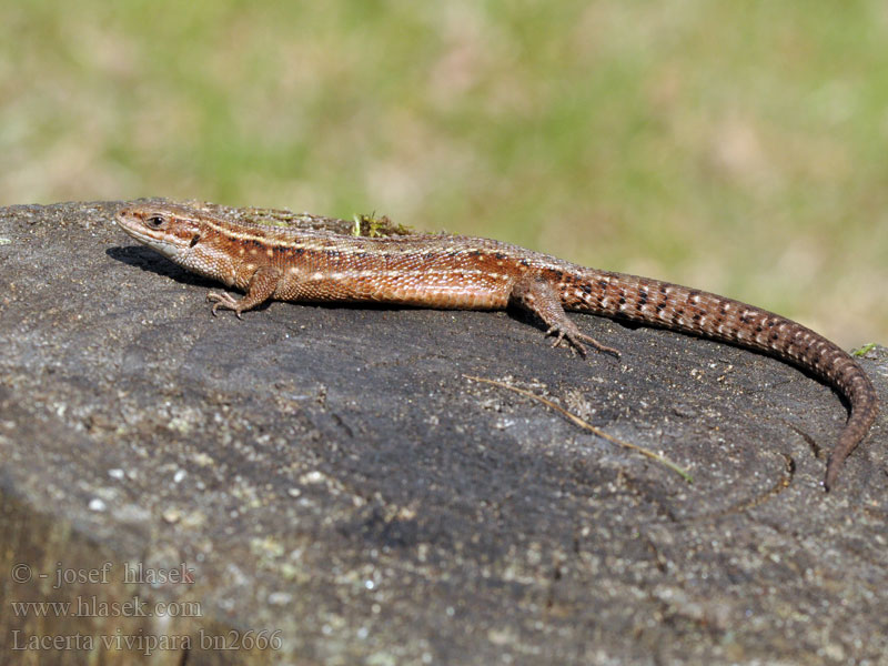 Viviparous lizard Common Lagartija turbera Lucertola vivipara