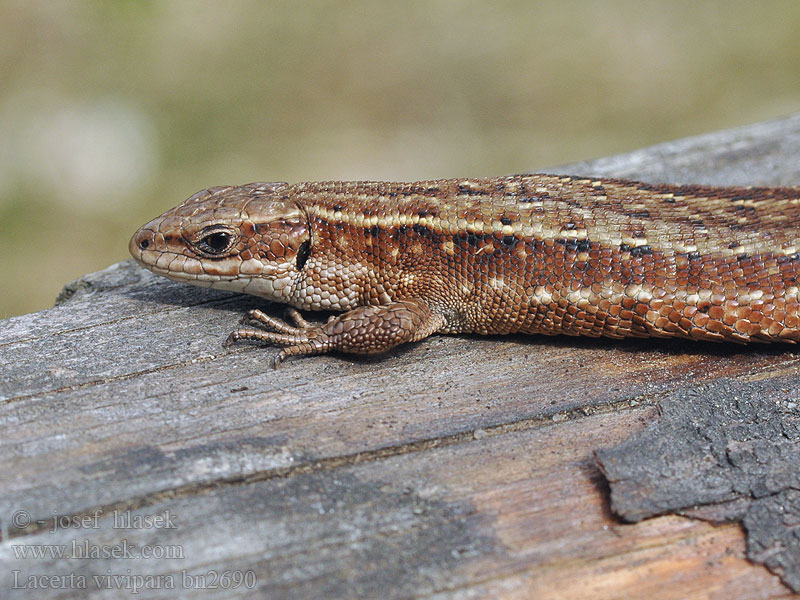 Zootoca vivipara Lacerta Jašterica živorodá