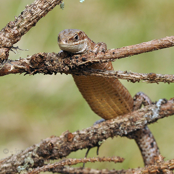 Skogsödla Firfisla Firfisle Nordfirfisle Sisilisko Lézard vivipare