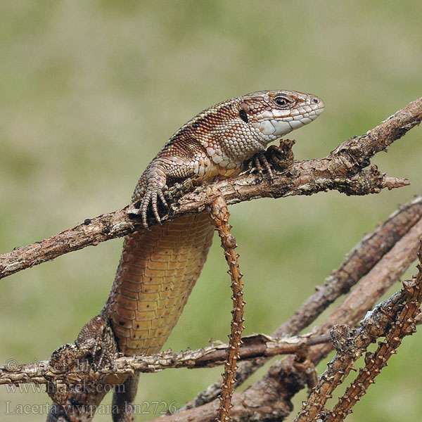 Lacerta vivipara Waldeidechse Bergeidechse Viviparous lizard