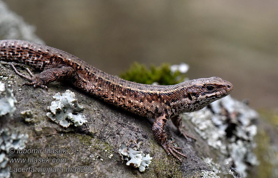 Waldeidechse Bergeidechse Lacerta vivipara