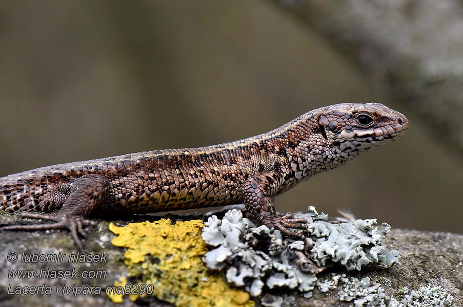 Viviparous lizard Common Lacerta vivipara