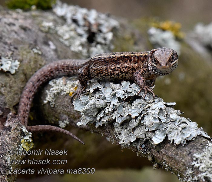 Lagartija turbera Lacerta vivipara