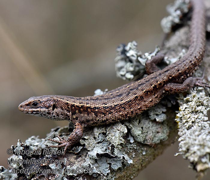 Lézard vivipare Яшчарка жывародная Lacerta vivipara