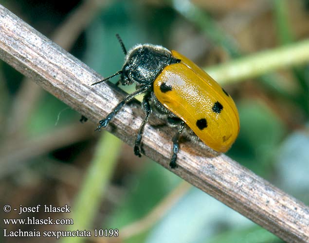 Lachnaia sexpunctata Haar-Langbeinkäfer Szőrösnyakú zsákhordóbogár