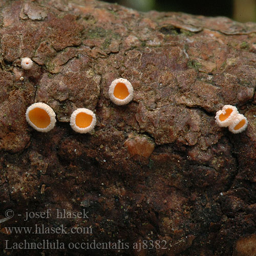 Lachnellula occidentalis Trichoscyphella hahniana Brvenka Hahnova Vlnuška neškodná Lariksviltkelkje Lärchen-Haarbecherchen Lerkehårskål 