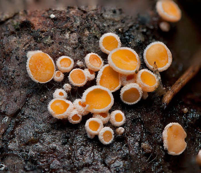 Lachnellula occidentalis Lärchen-Haarbecherchen Lerkehårskål