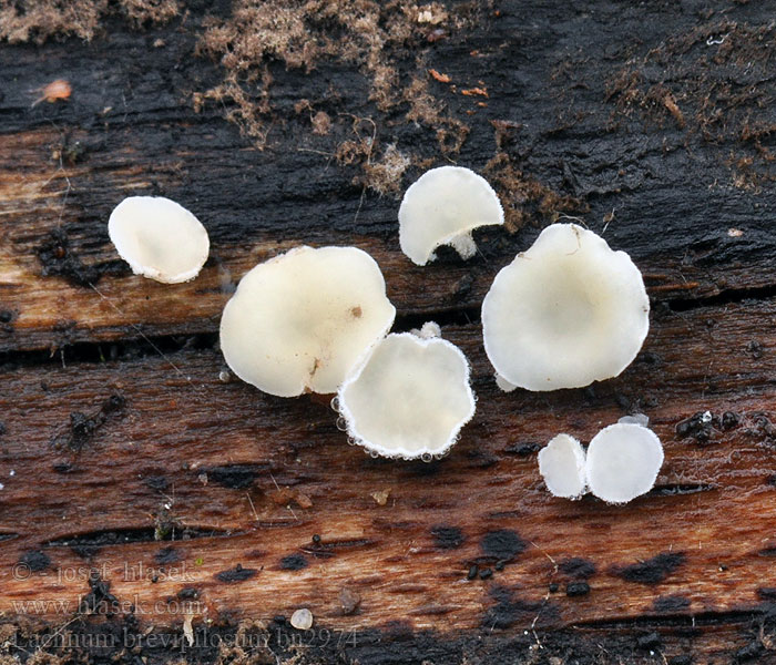 Lachnum brevipilosum Dasyscyphus brevipilus Chlupáček krátkochlupý