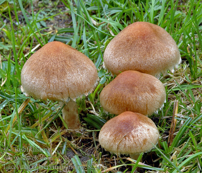 Lacrymaria lacrymabunda Psathyrella velutina Křehutka sametová