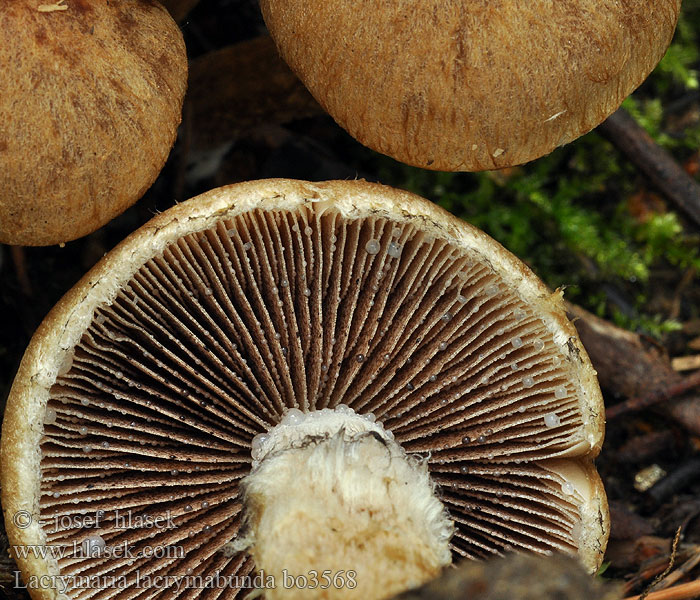 Lacrymaria lacrymabunda Nurmihaprakas Psathyrelle pleureuse