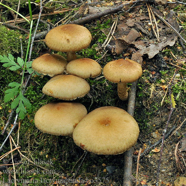 Lacrymaria lacrymabunda Lodnehatt Weeping Widow