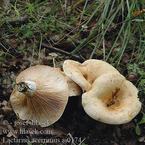 Lactarius acerrimus Queraderiger Milchling Lactaire très âcre